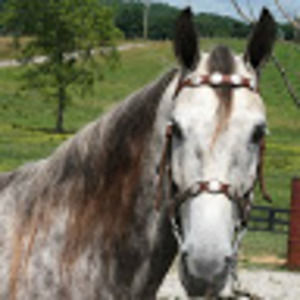 Meet your Posher, Gretchen